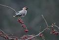 Sidensvans - Bohemian waxwing (Bombycilla garullus)